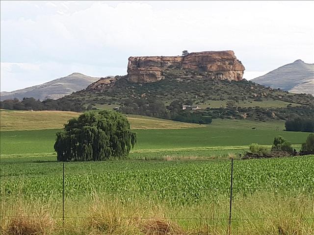  Wat sê die landbou-ekonoom, Kobus Laubscher? | News Article