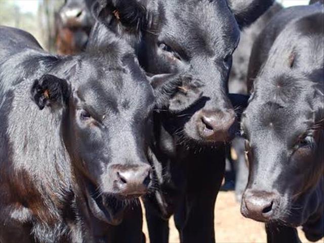  Veilingspryse vir lewende hawe neem steeds toe | News Article