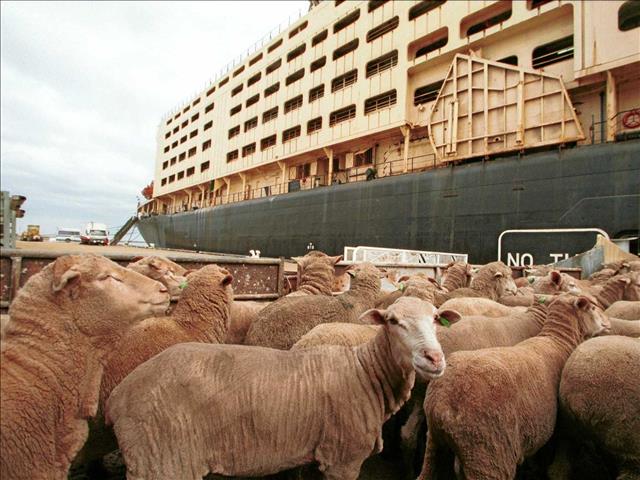  Judgment in live stock export via ship case expected | News Article