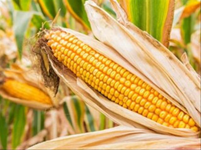 Agri-Uur:  Jongste Safex-verslag | News Article