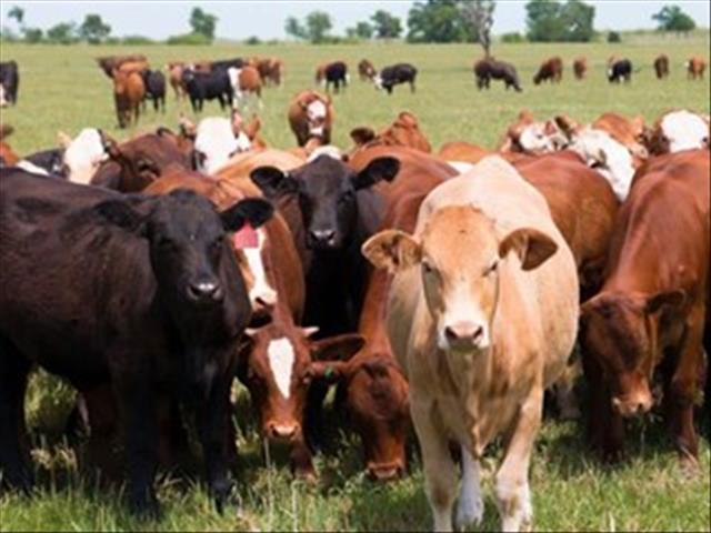 Hier is van jou hoof-landboustories op OFM | News Article