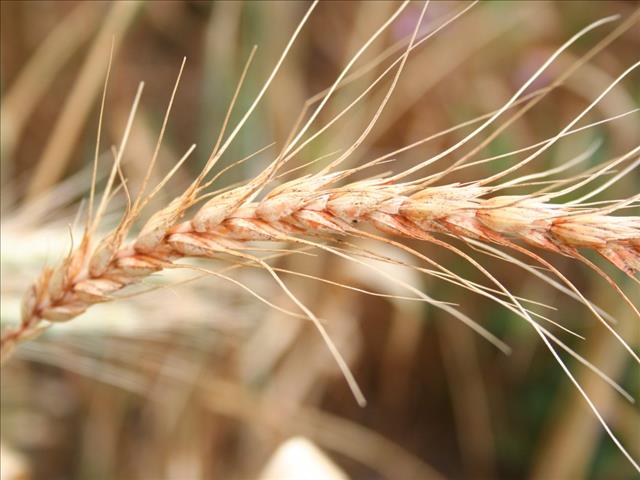 Agri-Uur: Jongste Safex-nuus | News Article