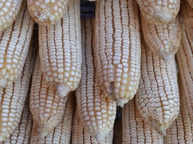 Demand for white maize grows   | News Article