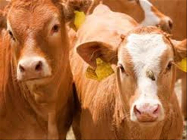 Lewende hawe behaal goeie pryse ondanks swak ekonomie | News Article