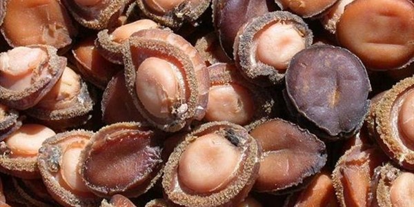 Boxes of abalone smuggled by passenger bus Boxes of abalone smuggled by passenger bus | News Article