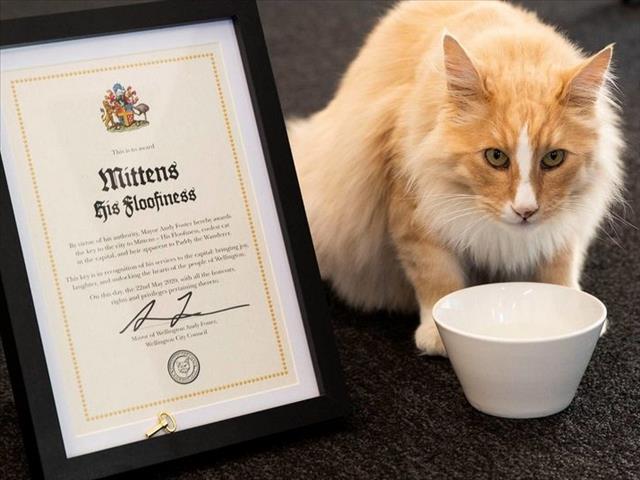 Cat in line to be named 'New Zealander of the Year' | News Article
