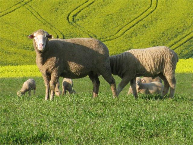 Cape Wools SA wolmarkverslag: Mark daal plaaslik | News Article
