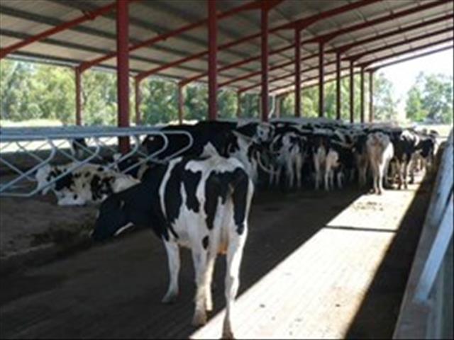 Kommersiële boere kan nie skuld kry vir alles nie, sê Vrystaatse DA | News Article