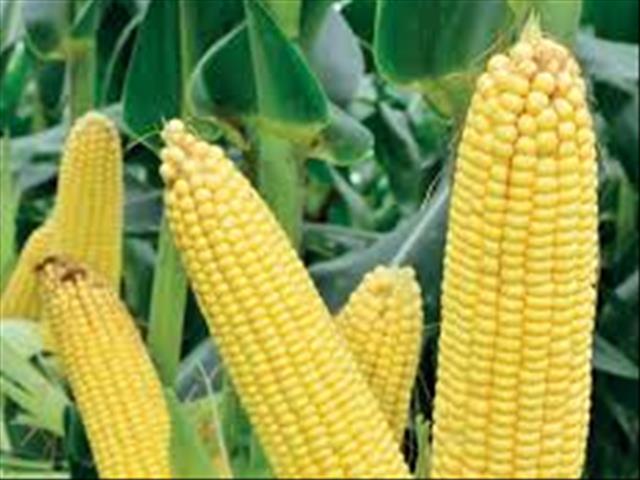 Agri-Uur: Jongste Safex-nuus | News Article