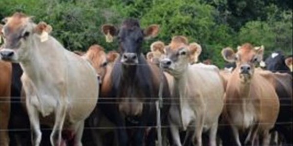 Exporters of cattle to Botswana need to take note Exporters of cattle to Botswana need to take note | News Article