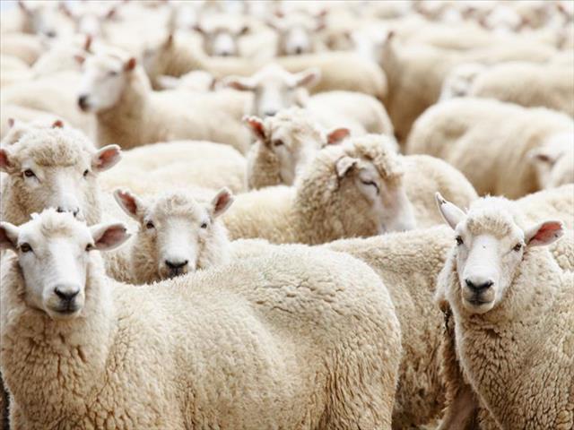Landbounuus-podcast: RPO verwelkom hofuitspraak | News Article