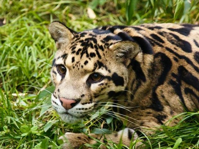 Leopard captured 14 hours after zoo enclosure escape | News Article