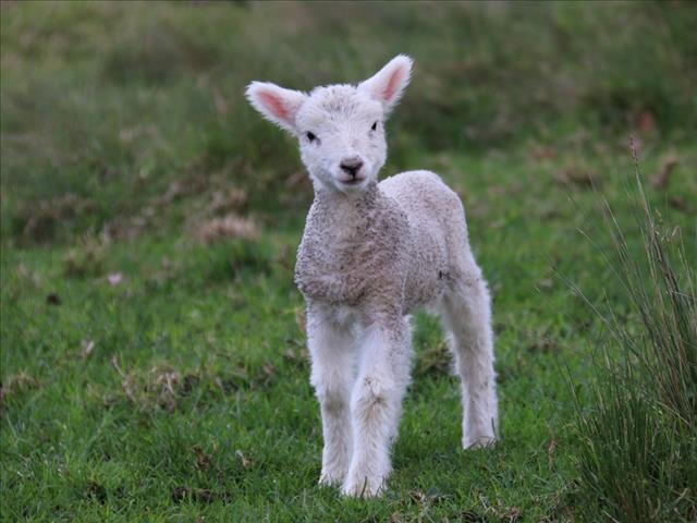 What's up with this lamb's voice? | News Article