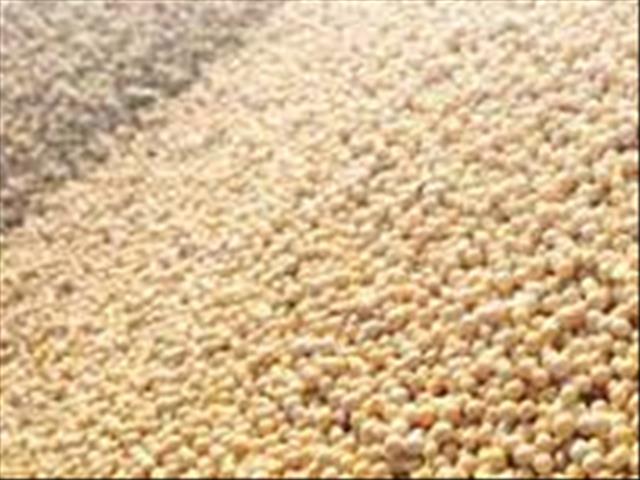Agri-Uur: Jongste Safex-nuus | News Article