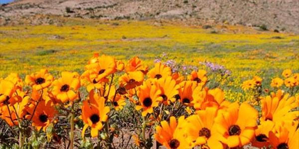 Why you should visit the Northern Cape and make use of Country Hotels Why you should visit the Northern Cape and make use of Country Hotels | News Article