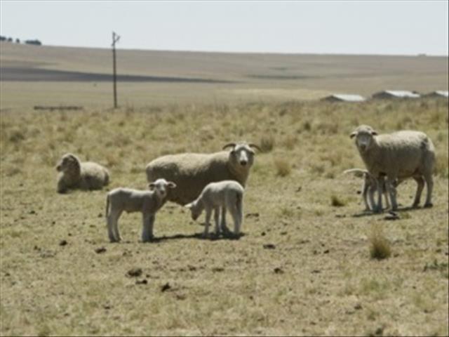 Landbounuus-podcast:  Hoë standaarde van dierewelsyn noodsaaklik vir skeepsvervoer | News Article