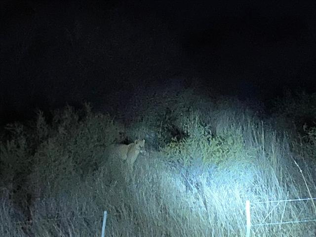 NW lions recaptured  | News Article