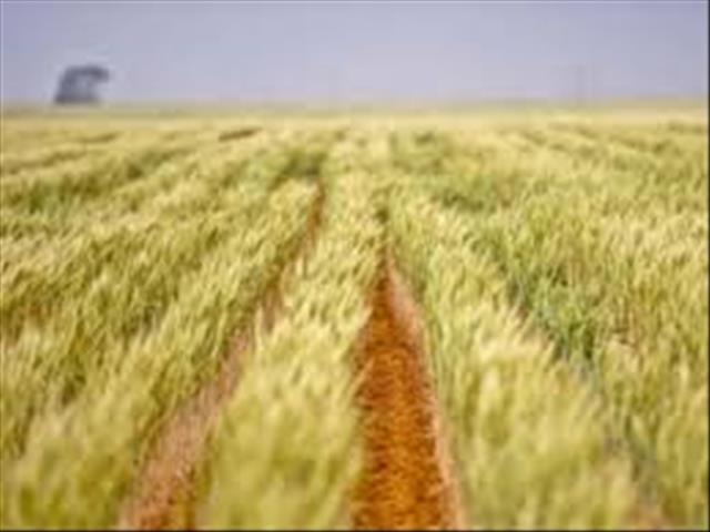 Landbounuus-podcast: Oesskatting lyk steeds goed | News Article