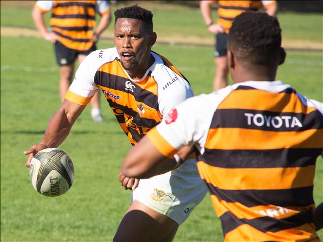 Cheetahs take it easy before contact training resumes | News Article