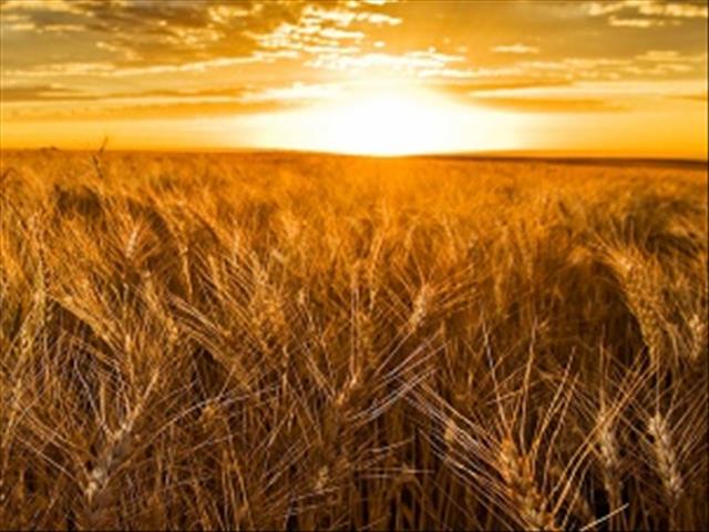 Agri-Uur: Jongste Safex-nuus | News Article