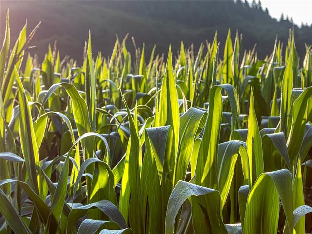 Agri-Uur: Jongste Safex-nuus | News Article