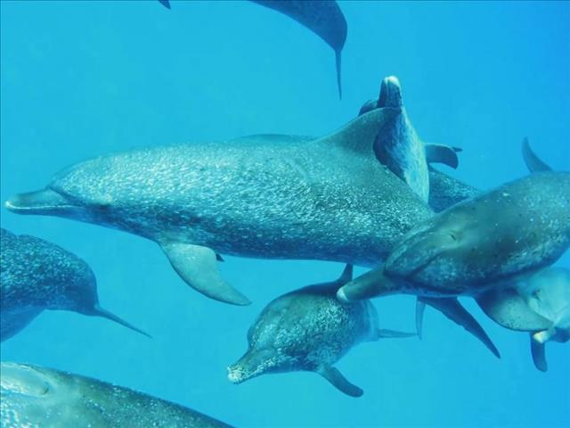 Why are sharks afraid of dolphins?  | News Article