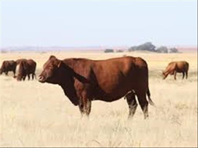 Prys van beeste op veilings styg, terwyl kleinveepryse daal | News Article