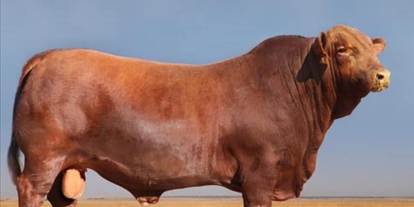 Quality Brangus cattle offered on national auction | News Article