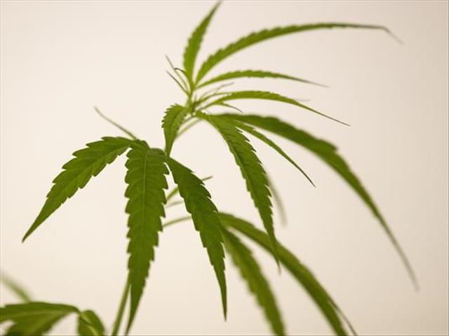 Cabinet approves cannabis law amendment | News Article