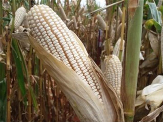 Agri-Uur: Jongste Safex-nuus | News Article
