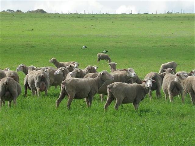 SA  wolmark verbeter weens verswakking in Rand | News Article