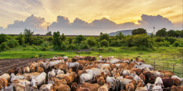 Bedryf bly staande ná #Covid19-uitdagings - Beefmaster Bedryf bly staande ná #Covid19-uitdagings - Beefmaster | News Article