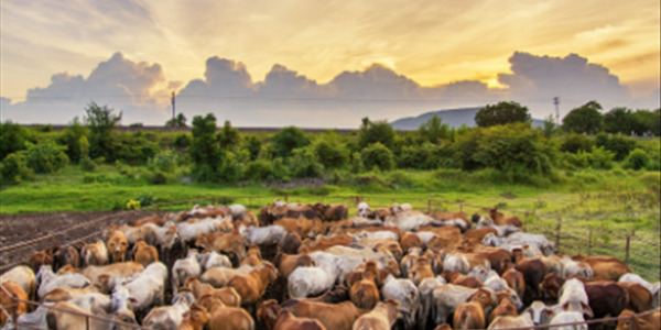 Bedryf bly staande ná #Covid19-uitdagings - Beefmaster | News Article