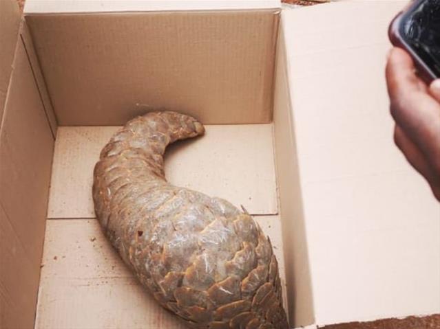 Pangolin found in car at NW filling station | News Article