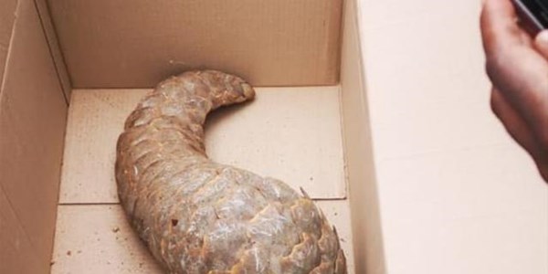 Pangolin found in car at NW filling station | News Article