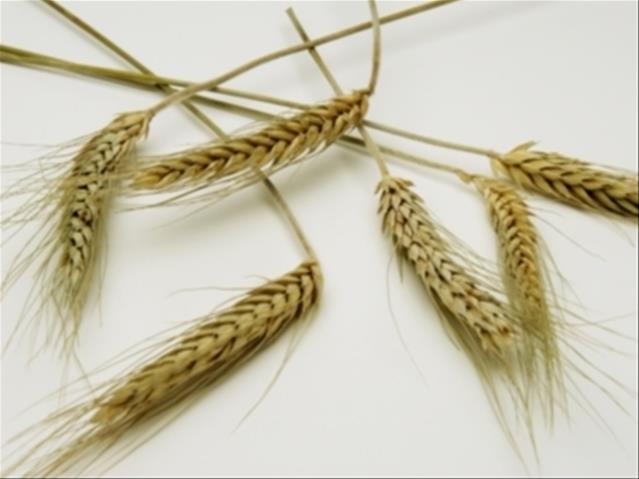 Agri-Uur: Jongste Safex-nuus | News Article