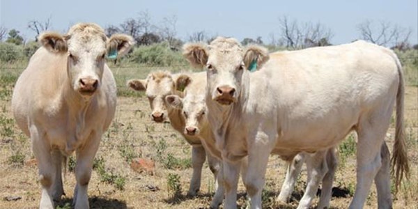 Boere kan baat by georganiseerde landbou-organisasies Boere kan baat by georganiseerde landbou-organisasies | News Article