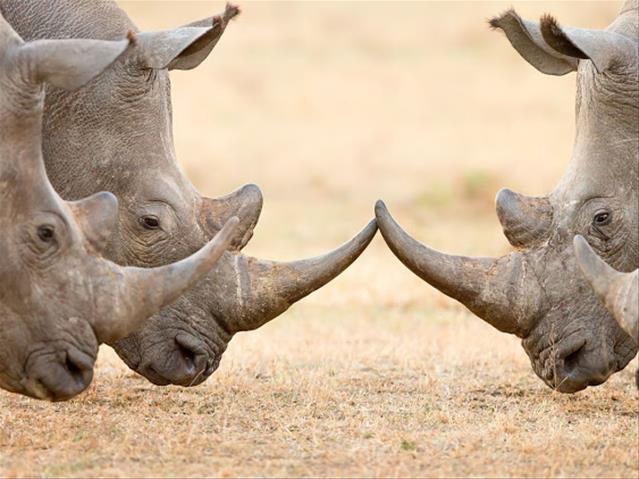 #Covid19 turned out to be good news for rhinos | News Article