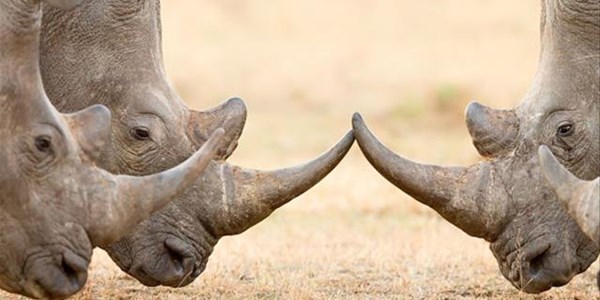 #Covid19 turned out to be good news for rhinos | News Article
