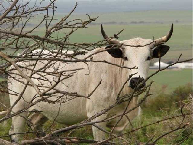 Lewendehawe pryse styg steeds | News Article