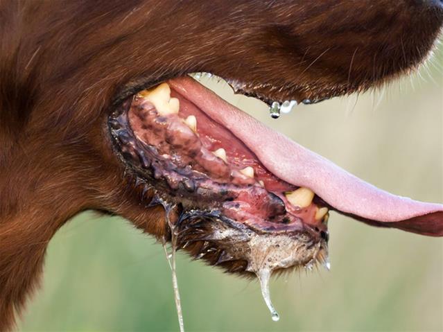 Vaccinate before rabies rears its ugly head  | News Article
