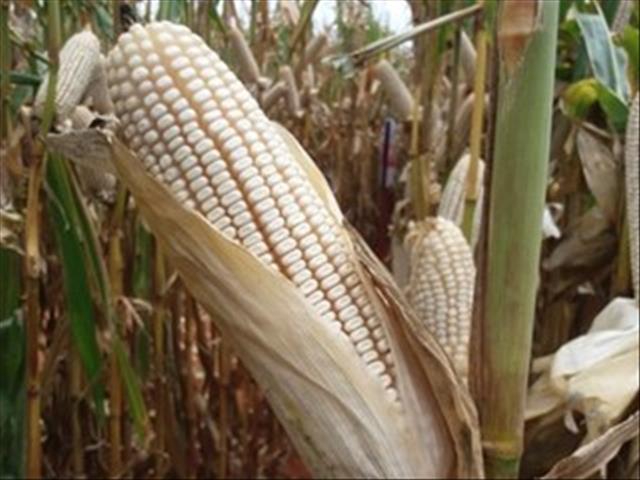 Agri-Uur: Jongste Safex-nuus | News Article