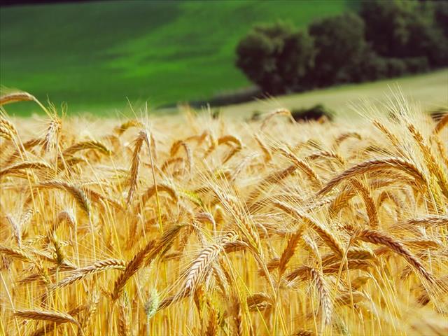 Global grains markets expected to be well supplied | News Article