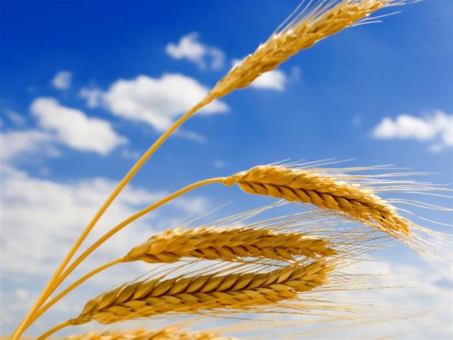 Agri-Uur: Jongste Safex-nuus | News Article