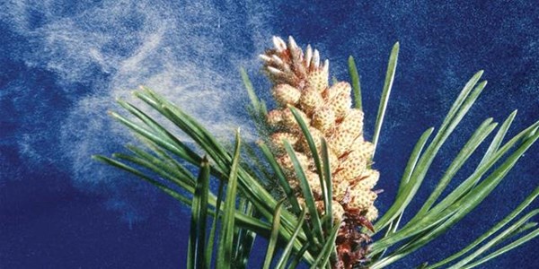 Your Pollen Report for 18 - 24 September 2020 Your Pollen Report for 18 - 24 September 2020 | News Article