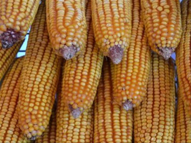 Agri-Uur: Jongste Safex-nuus | News Article