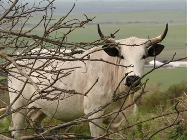 ‘Livestock not biggest contributor to greenhouse gasses’ | News Article