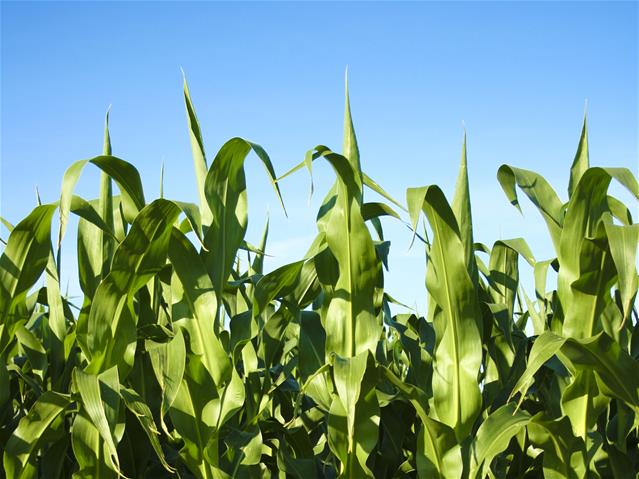 Agri podcast: Carbon footprint under scrutiny | News Article