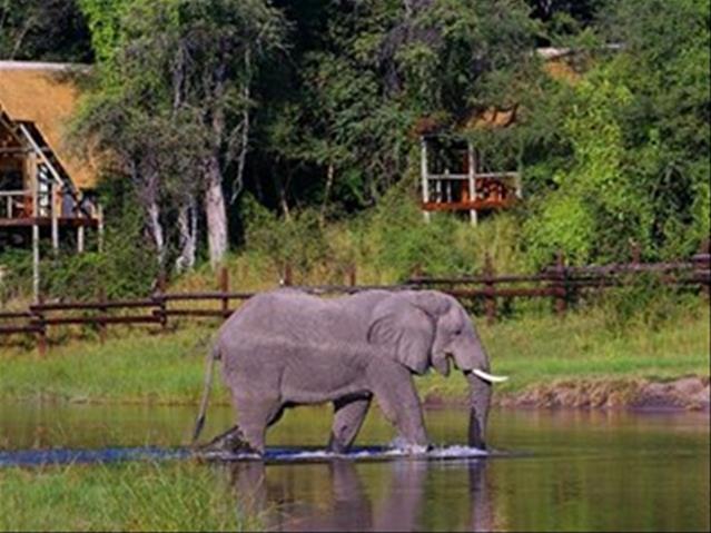 Botswana's mass elephant deaths caused by bacteria | News Article