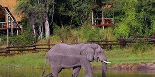 Botswana's mass elephant deaths caused by bacteria | News Article